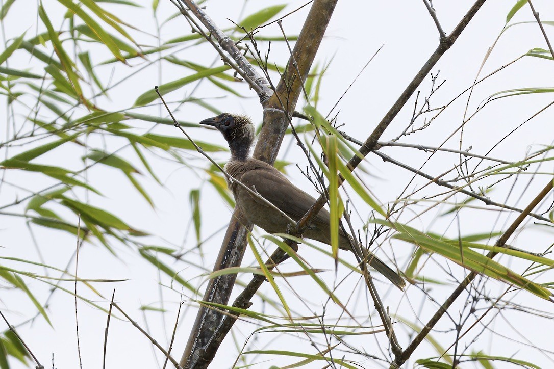 Helmeted Friarbird - ML642053049