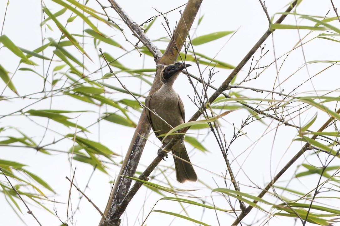 Helmeted Friarbird - ML642053050