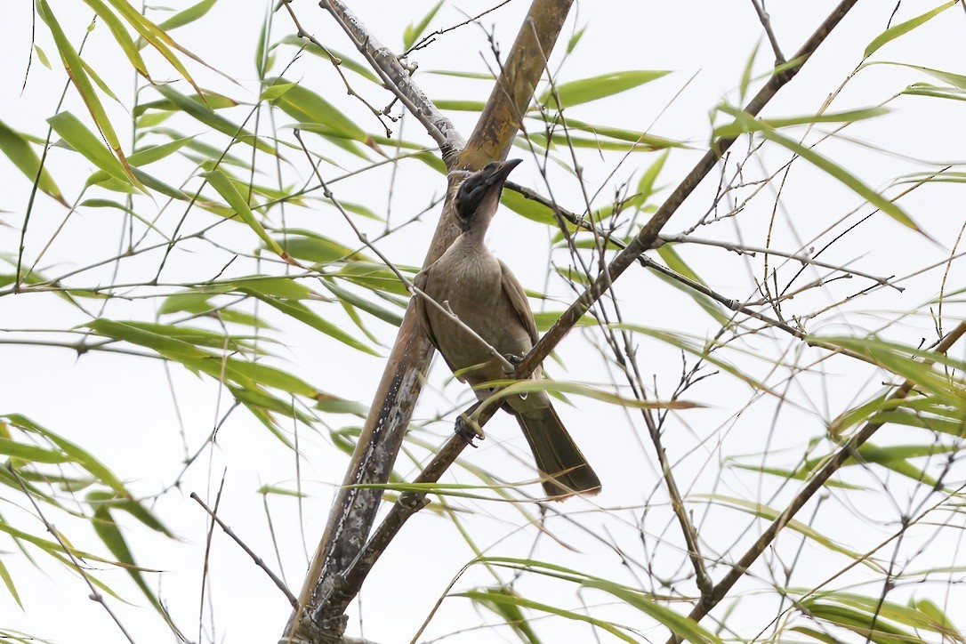 Helmeted Friarbird - ML642053051