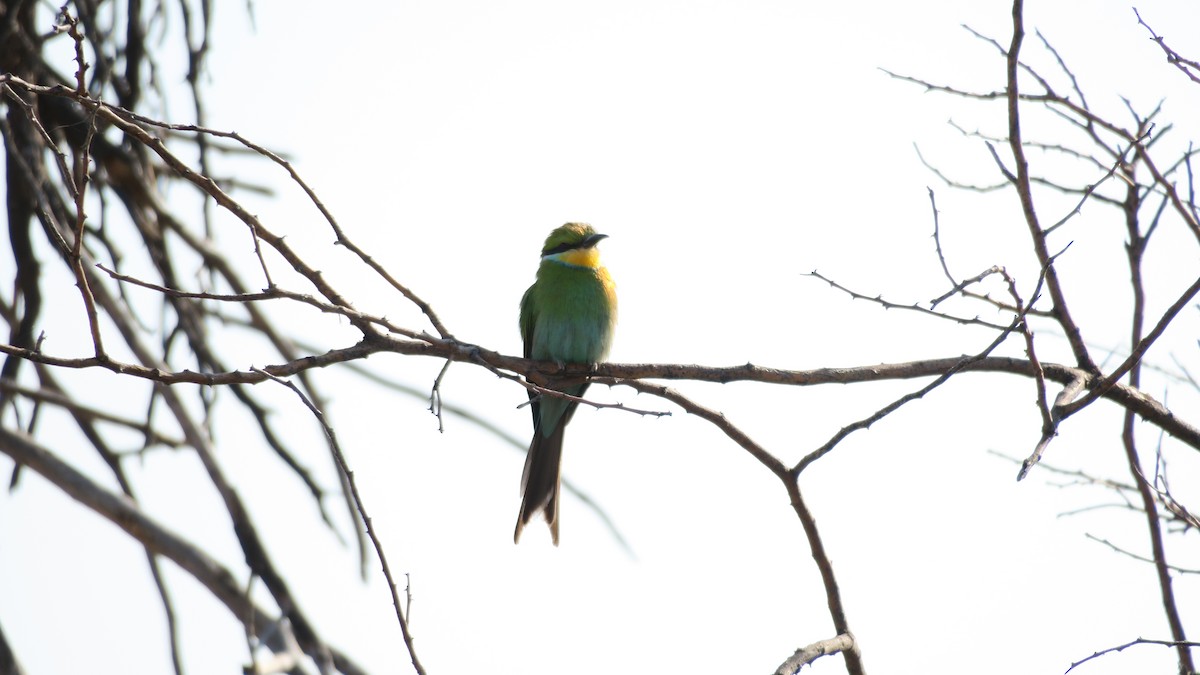 Swallow-tailed Bee-eater - ML642053056