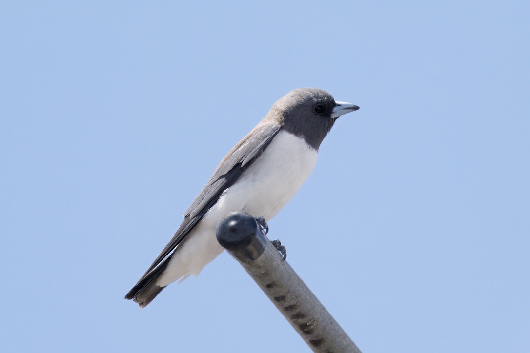 White-breasted Woodswallow - ML642053059