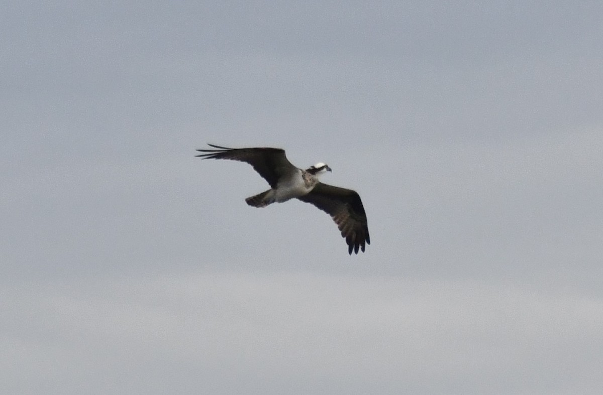 Osprey (American) - ML642053060