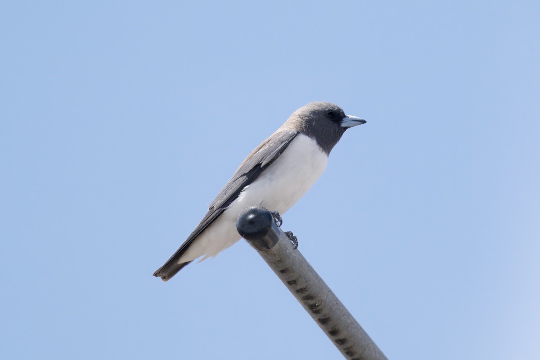 White-breasted Woodswallow - ML642053061
