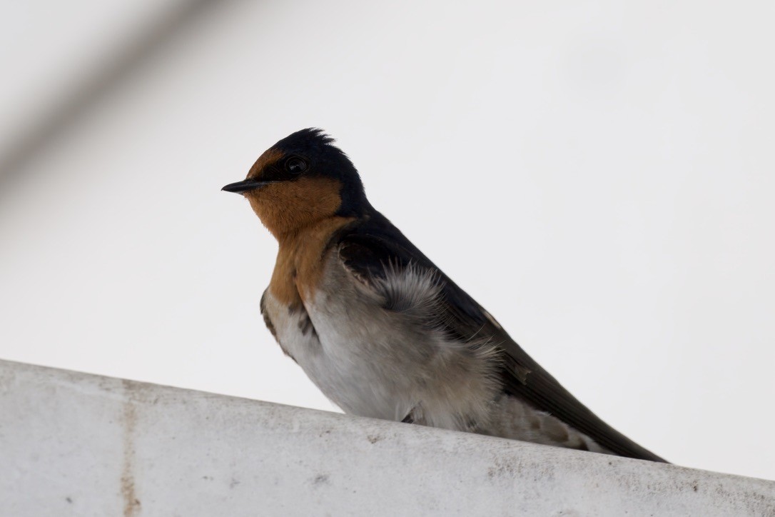 Welcome Swallow - ML642053063