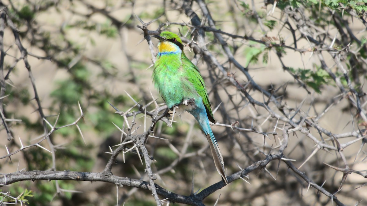 Swallow-tailed Bee-eater - ML642053065