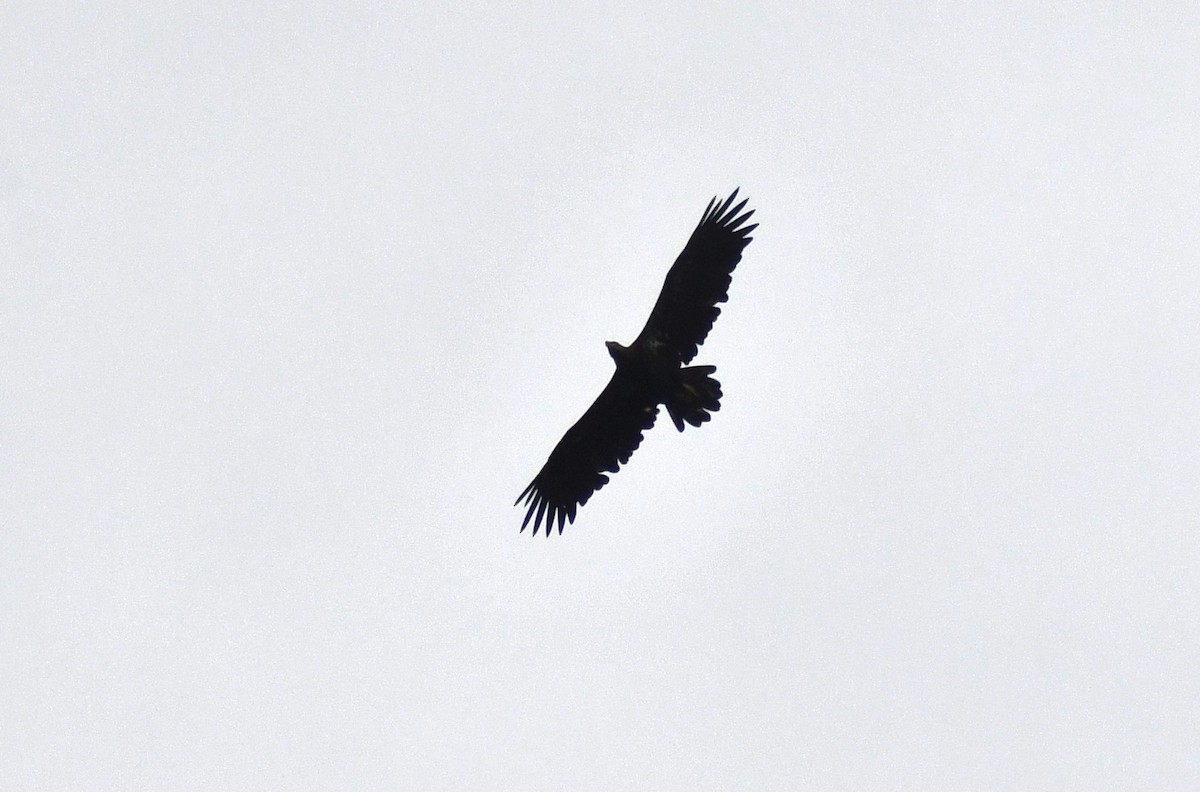 Bald Eagle - ML642053071