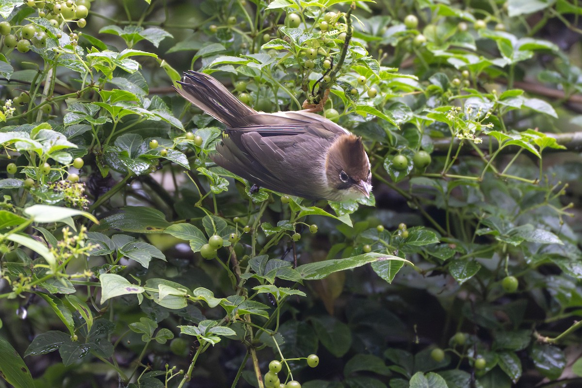 Whiskered Yuhina - ML642053076