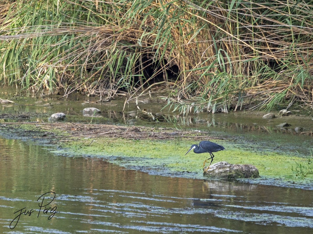 Western Reef-Heron - ML642053090