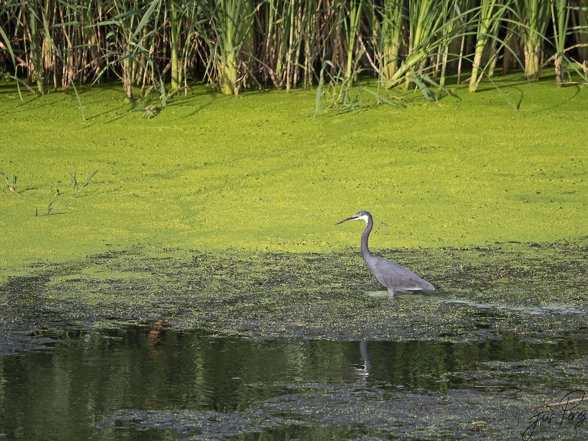 Western Reef-Heron - ML642053091