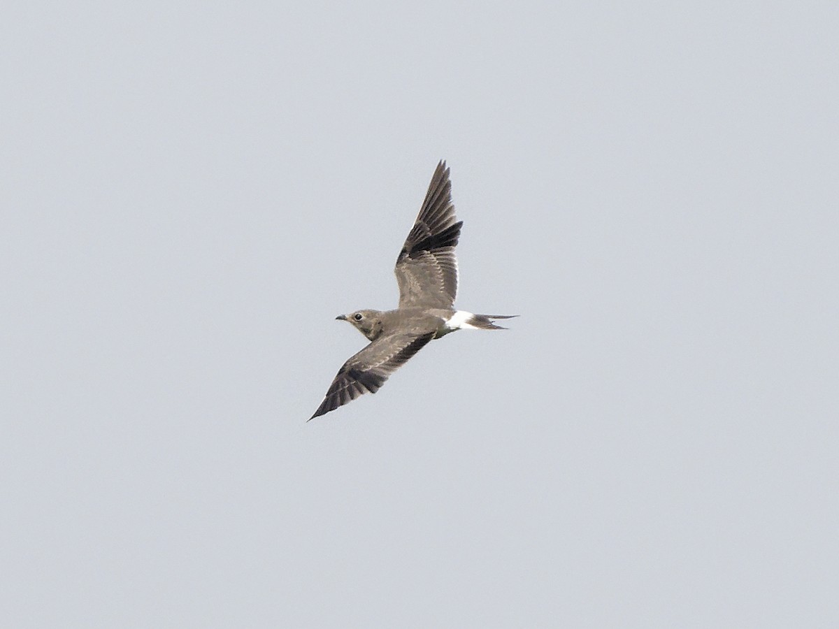Collared Pratincole - ML642053092