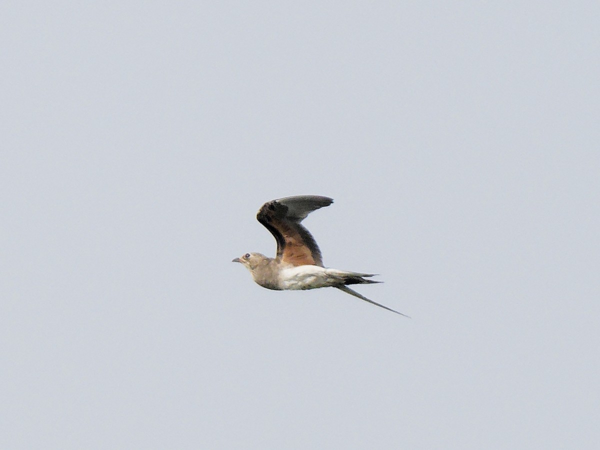 Collared Pratincole - ML642053093