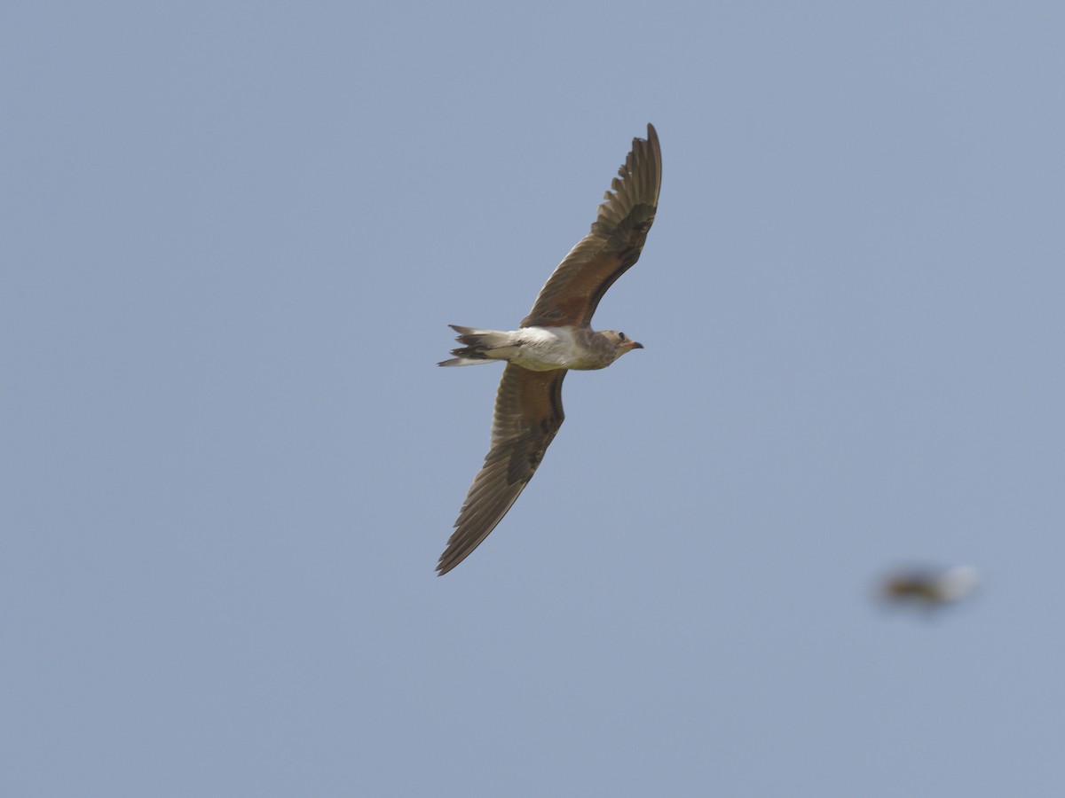 Collared Pratincole - ML642053095