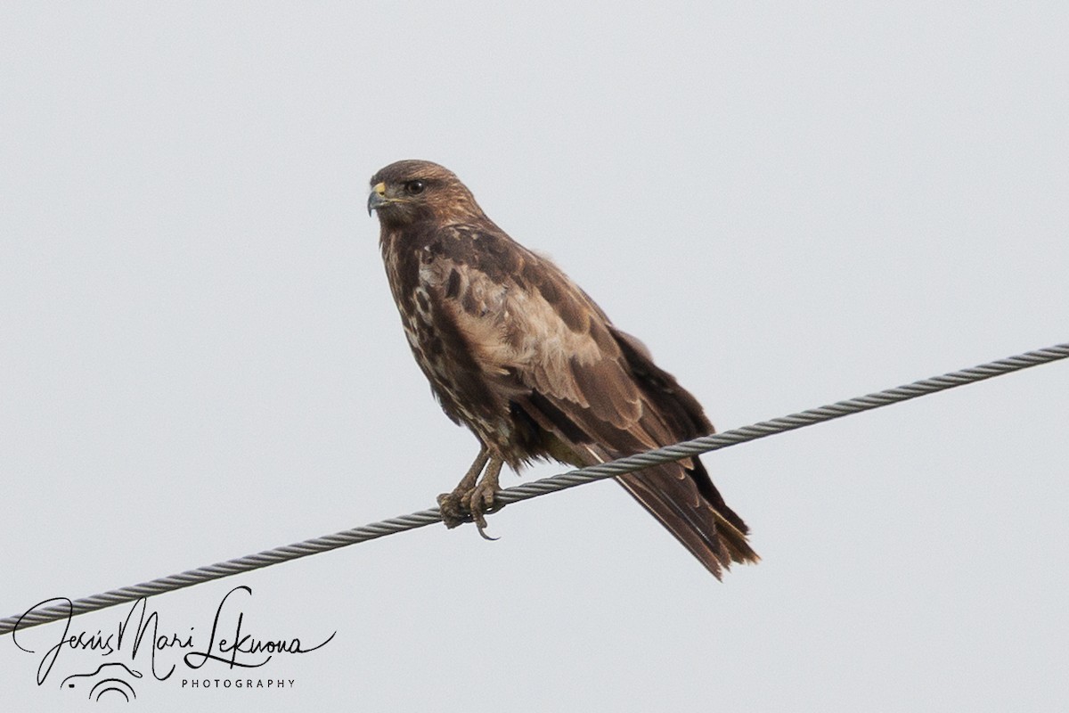 Common Buzzard - ML642053096