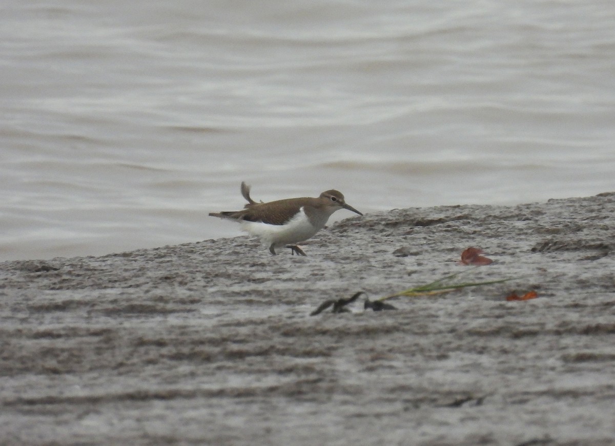 Common Sandpiper - ML642053097