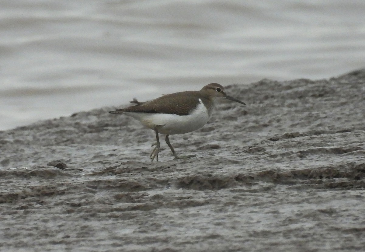 Common Sandpiper - ML642053098
