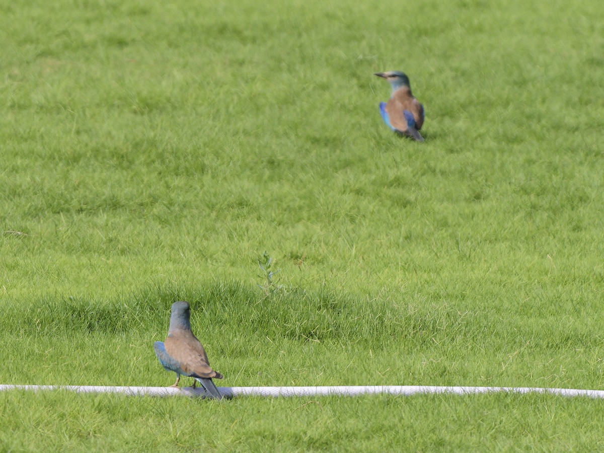 European Roller - ML642053099