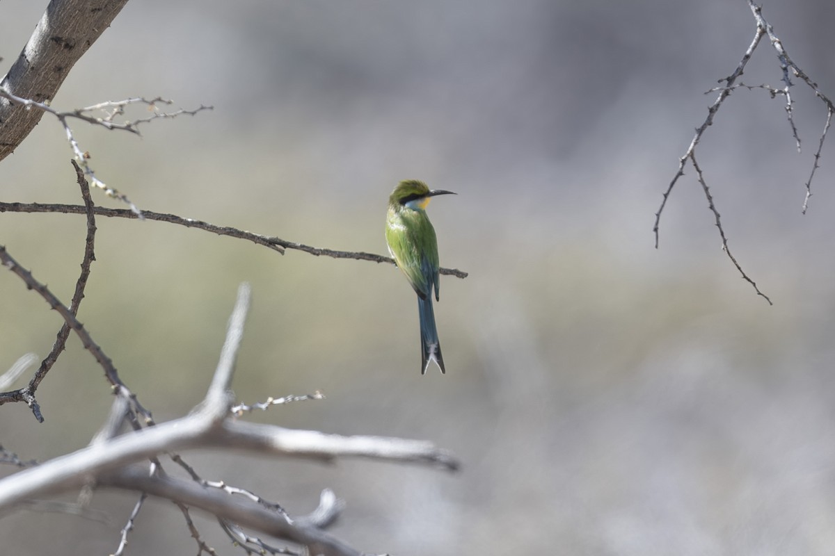 Swallow-tailed Bee-eater - ML642053100