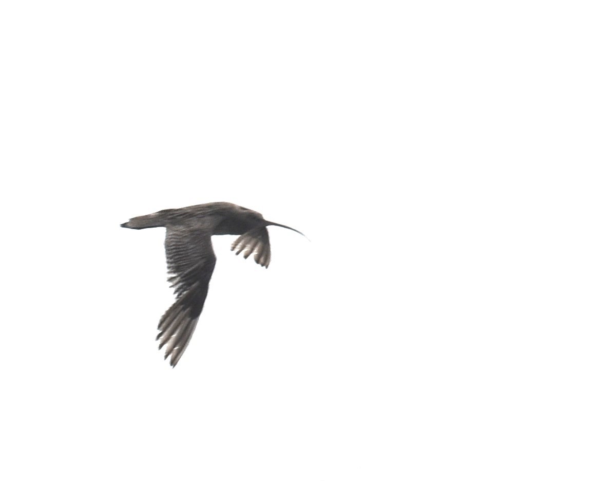 Far Eastern Curlew - ML642053101