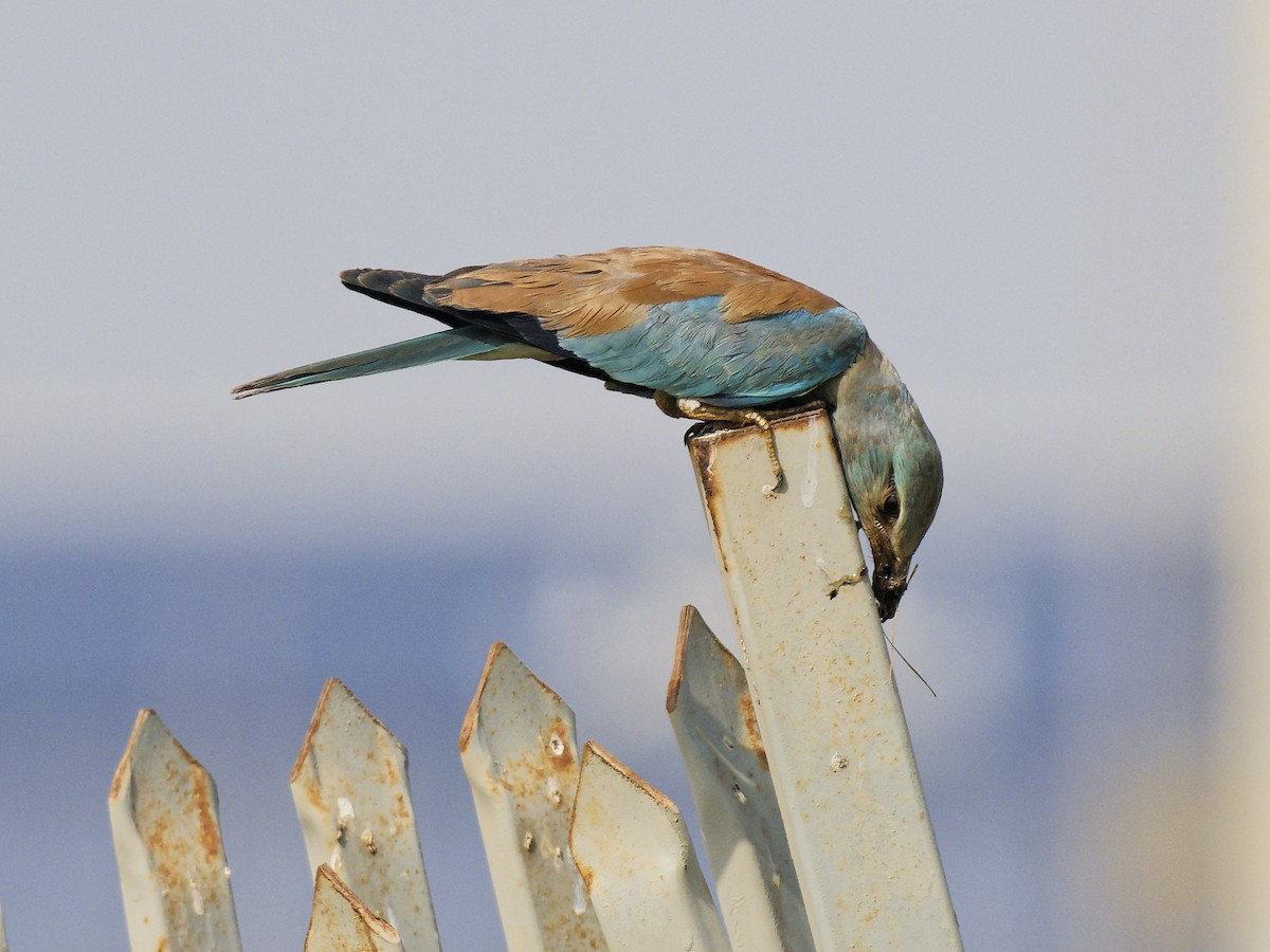 European Roller - ML642053102