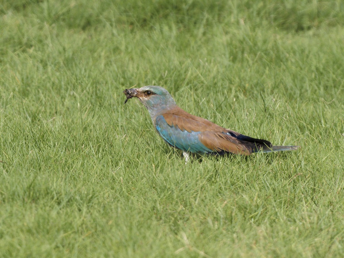 European Roller - ML642053103