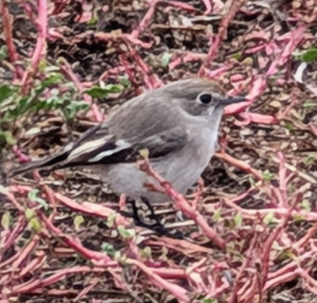 Red-capped Robin - ML642053104