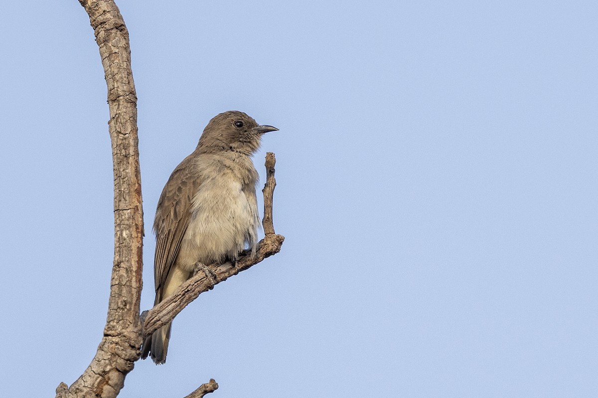 ヒメミツオシエ - ML642053105