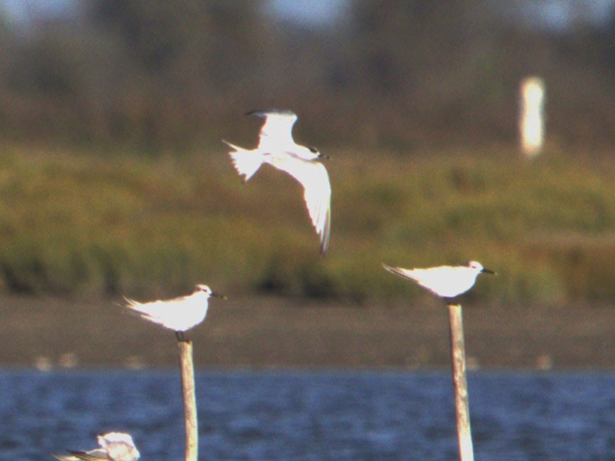 Sandwich Tern - ML642053106