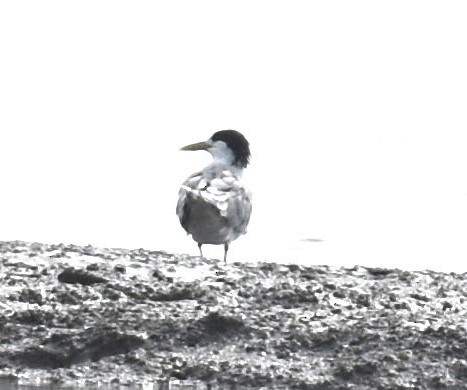Great Crested Tern - ML642053109