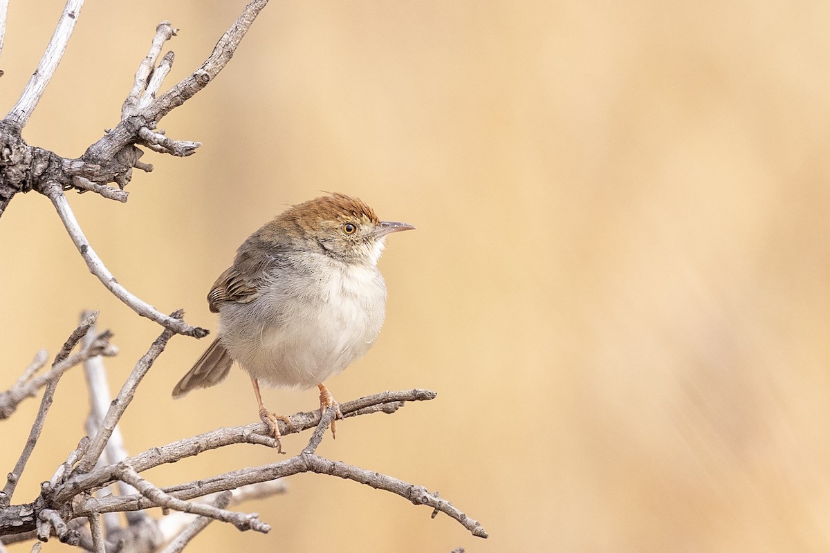 Rock-loving Cisticola - ML642053110