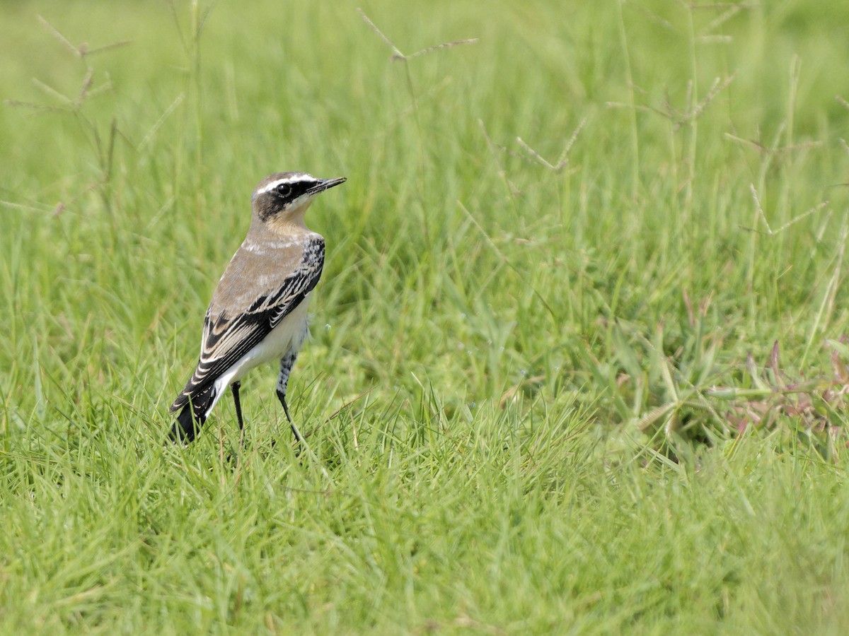 Eastern Black-eared Wheatear - ML642053111