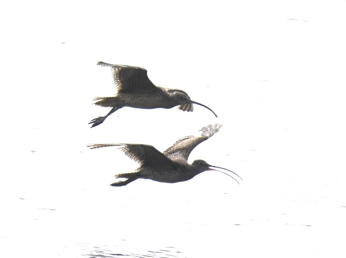 Far Eastern Curlew - ML642053112