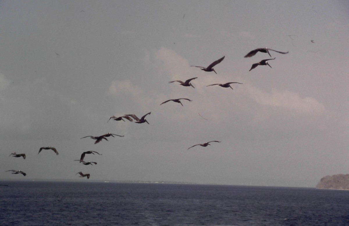 Brown Pelican - ML642053113