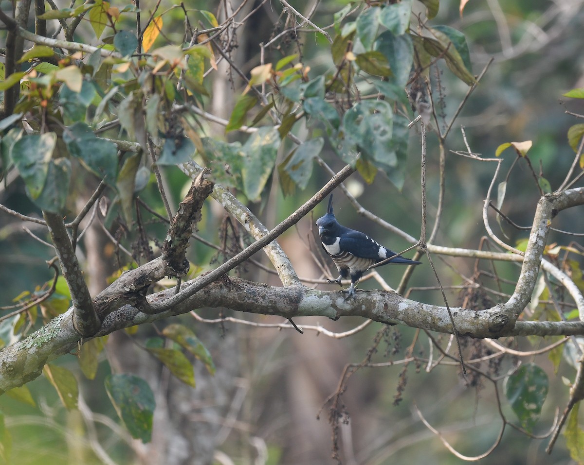 Black Baza - ML642053114