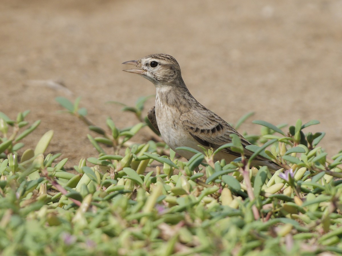 Greater Short-toed Lark - ML642053115