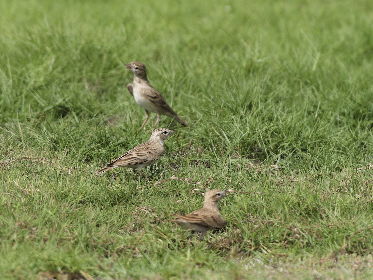 Greater Short-toed Lark - ML642053116