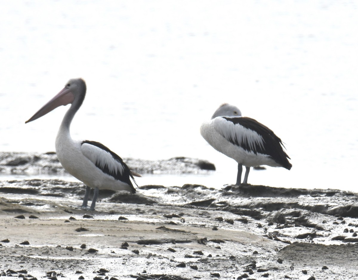 Australian Pelican - ML642053120