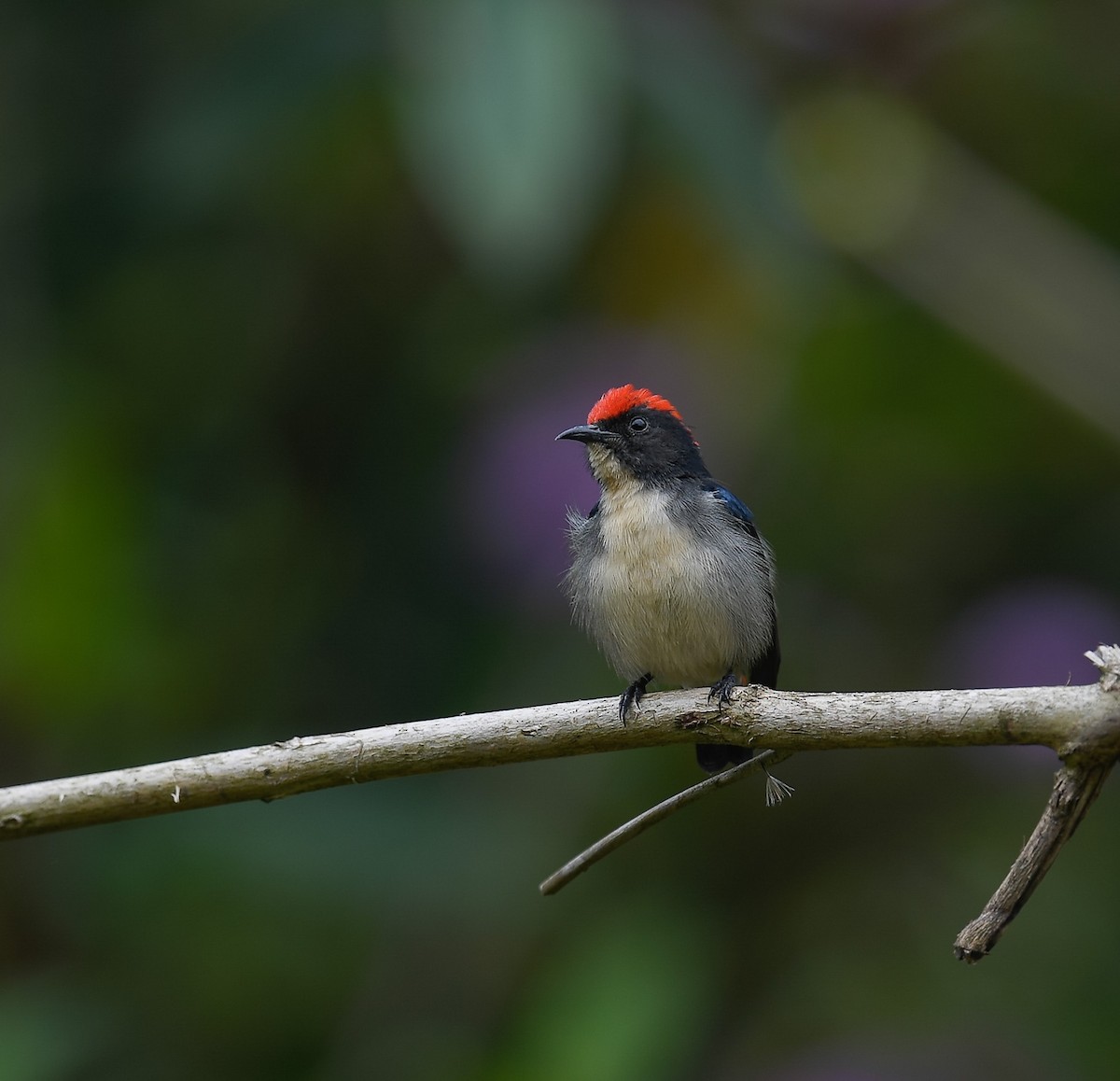 Scarlet-backed Flowerpecker - ML642053121