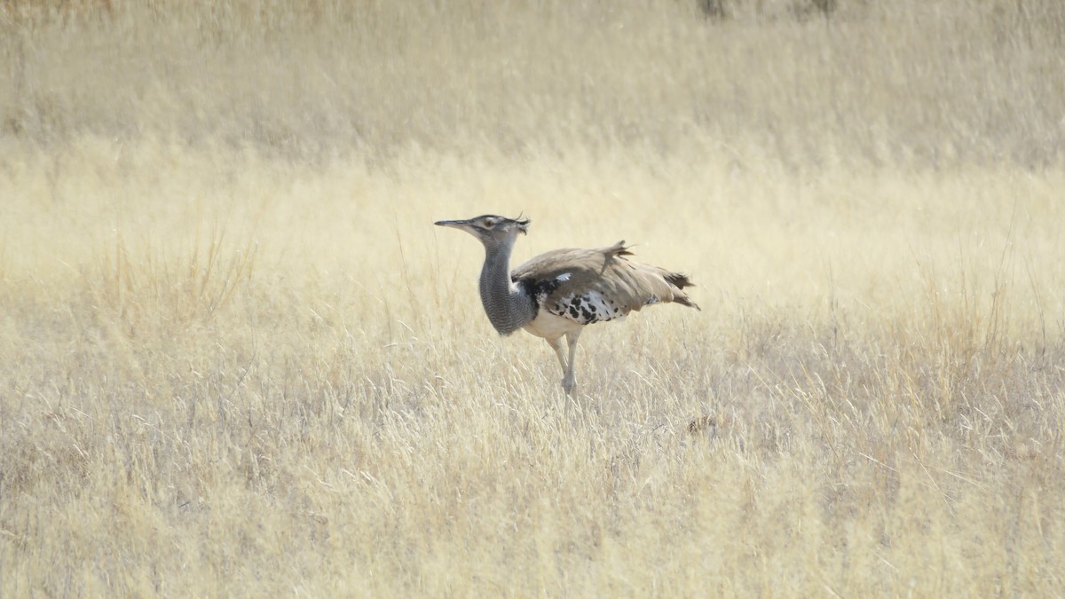 Kori Bustard - ML642053122