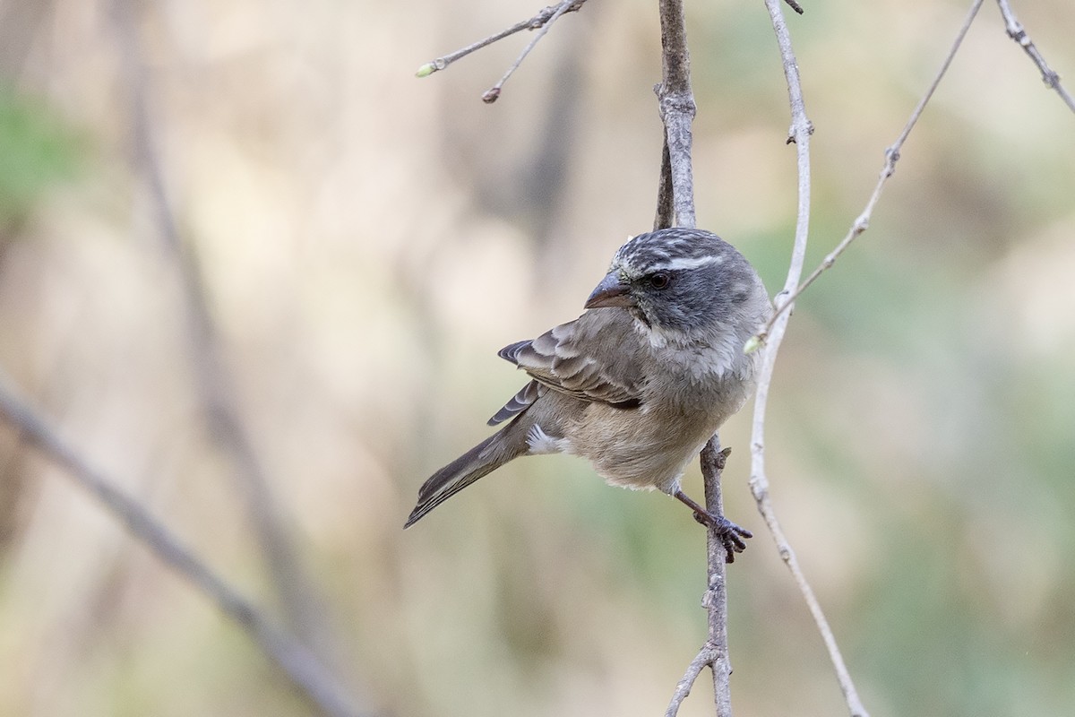 Streaky-headed Seedeater - ML642053127