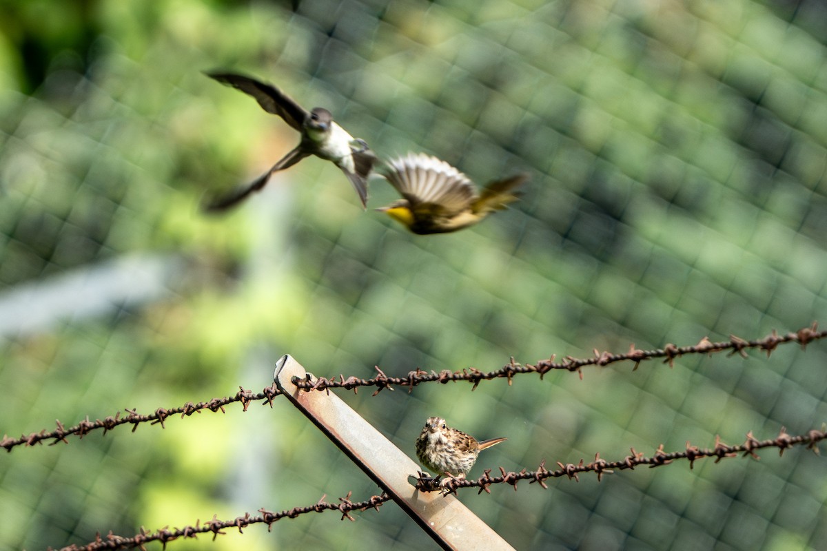 Common Yellowthroat - ML642053128