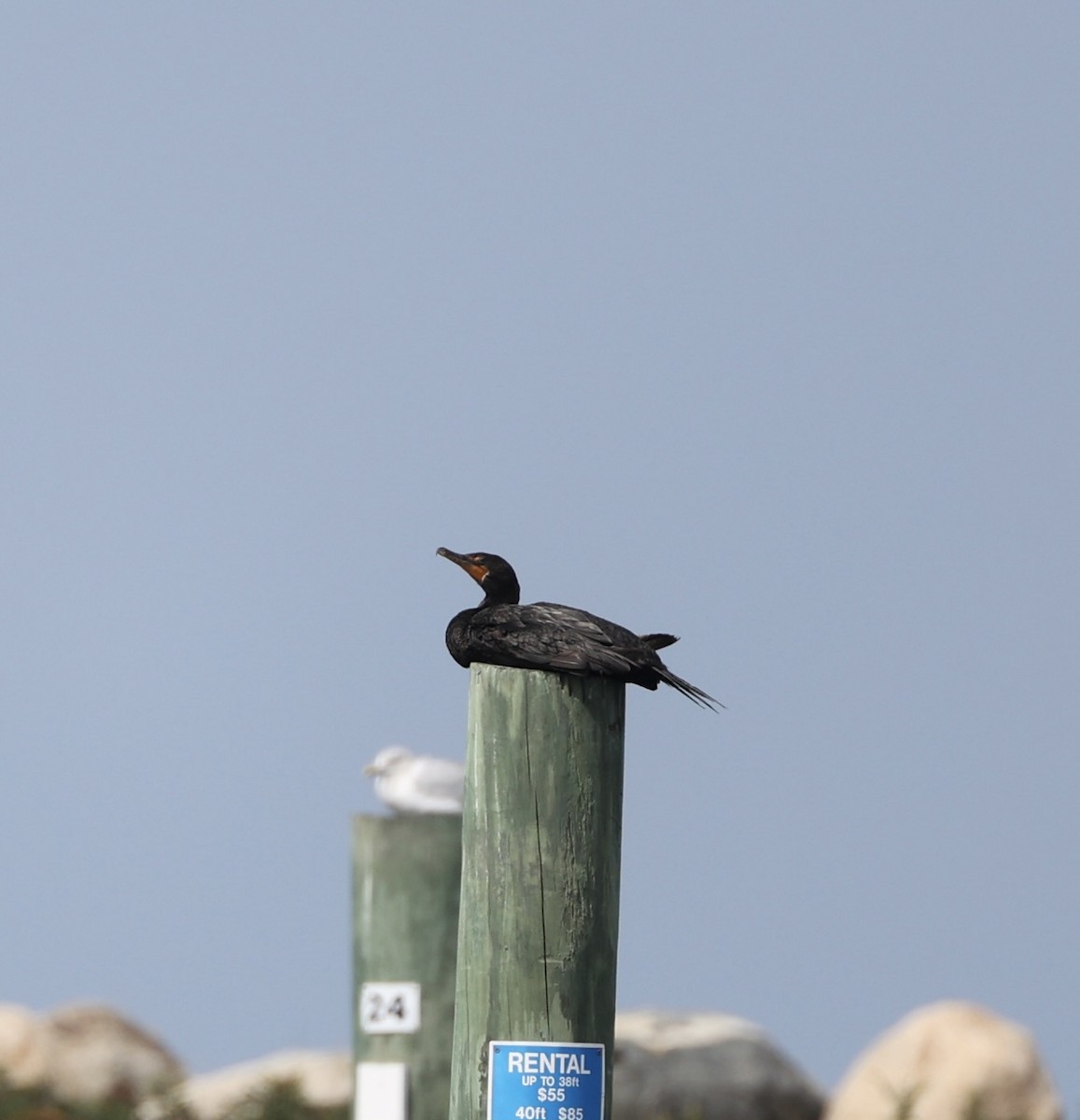Double-crested Cormorant - ML642053129