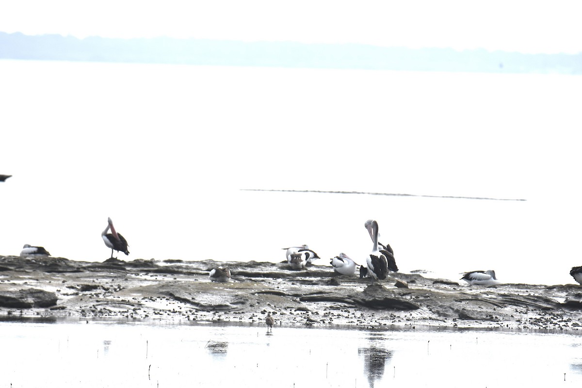 Australian Pelican - ML642053130
