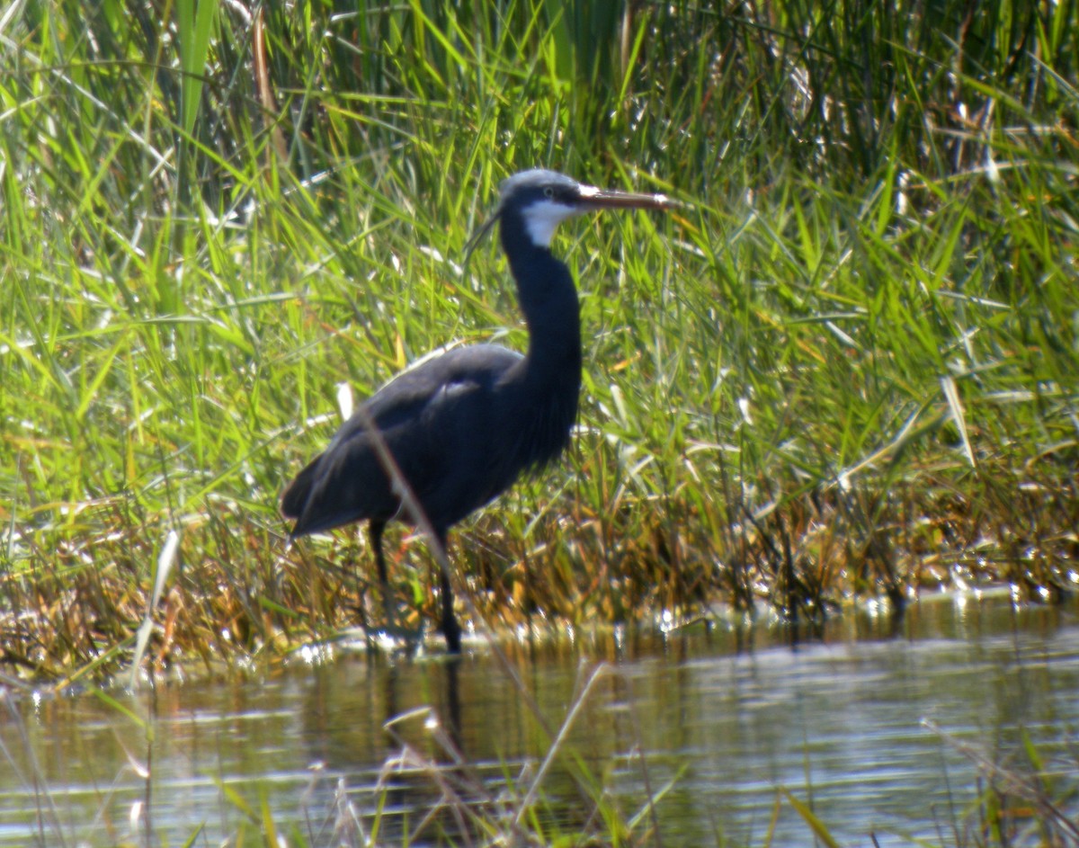 Western Reef-Heron - ML642053131