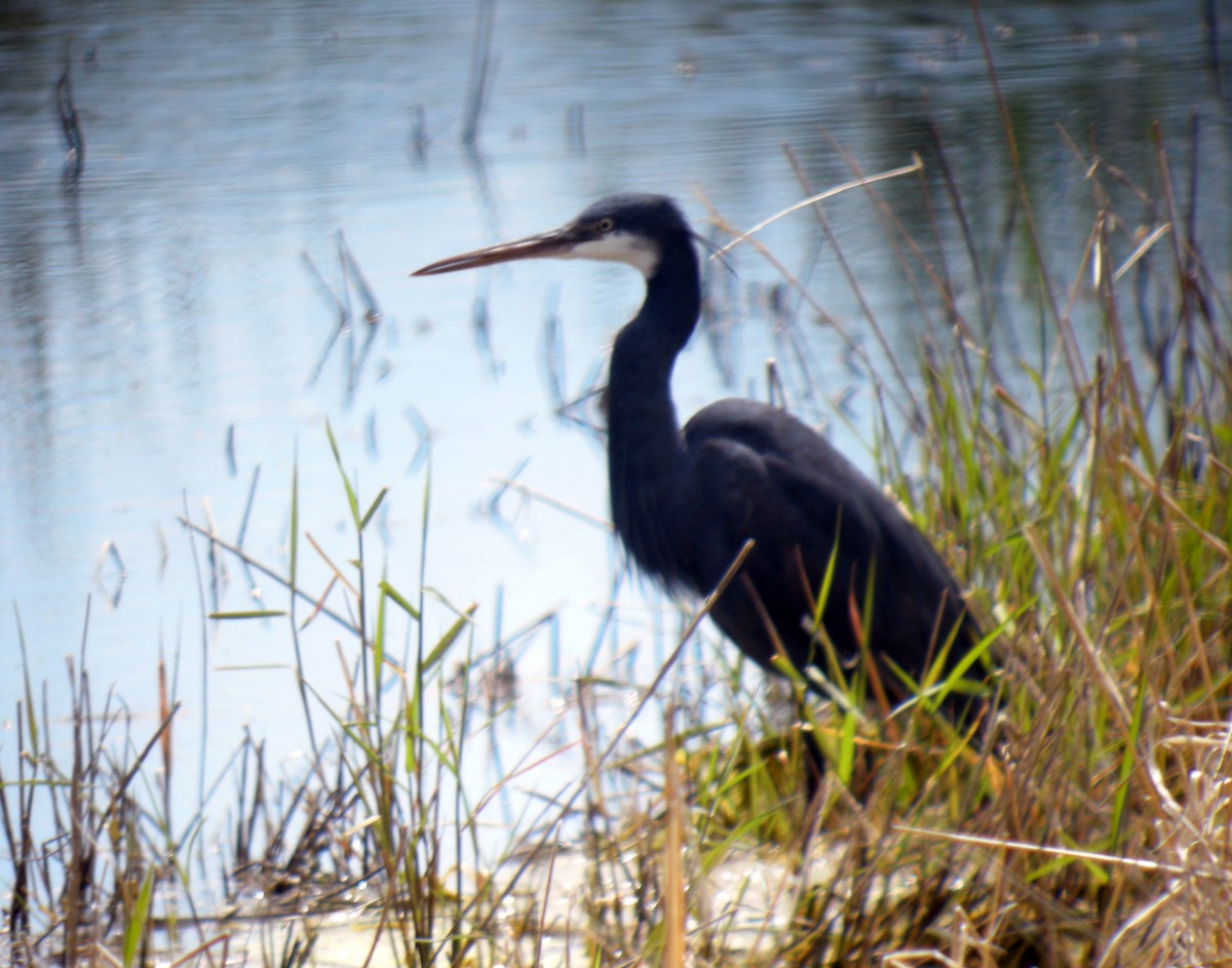 Western Reef-Heron - ML642053132