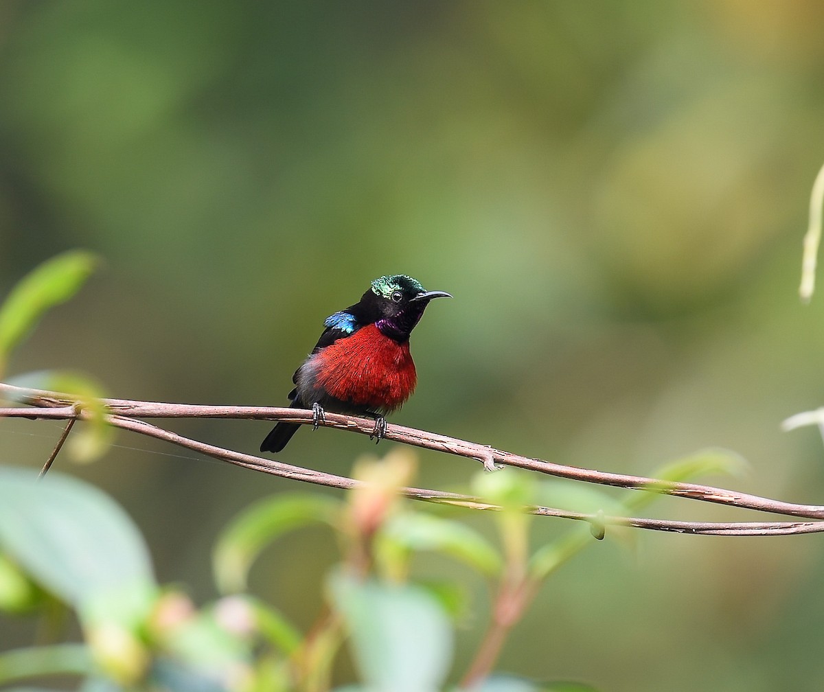 Van Hasselt's Sunbird - ML642053134