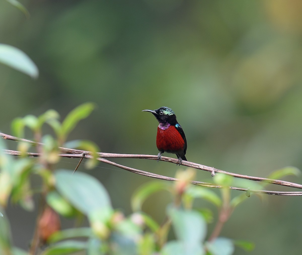 Van Hasselt's Sunbird - ML642053135