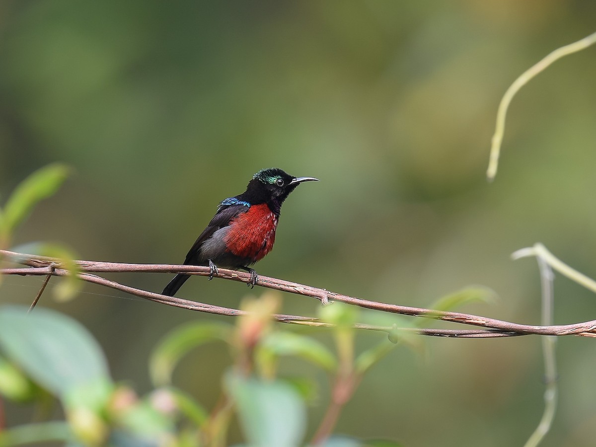 Van Hasselt's Sunbird - ML642053136