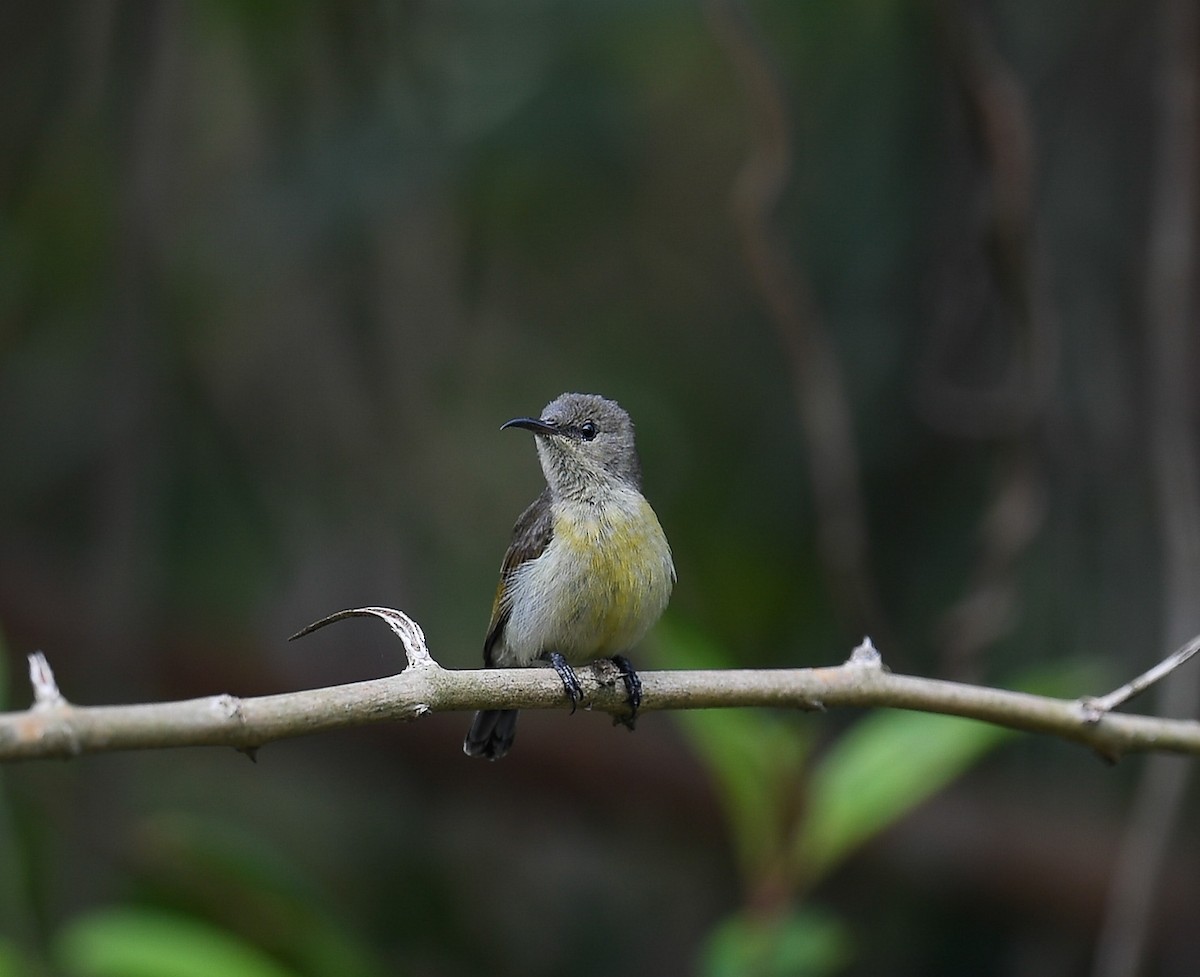 Van Hasselt's Sunbird - ML642053137