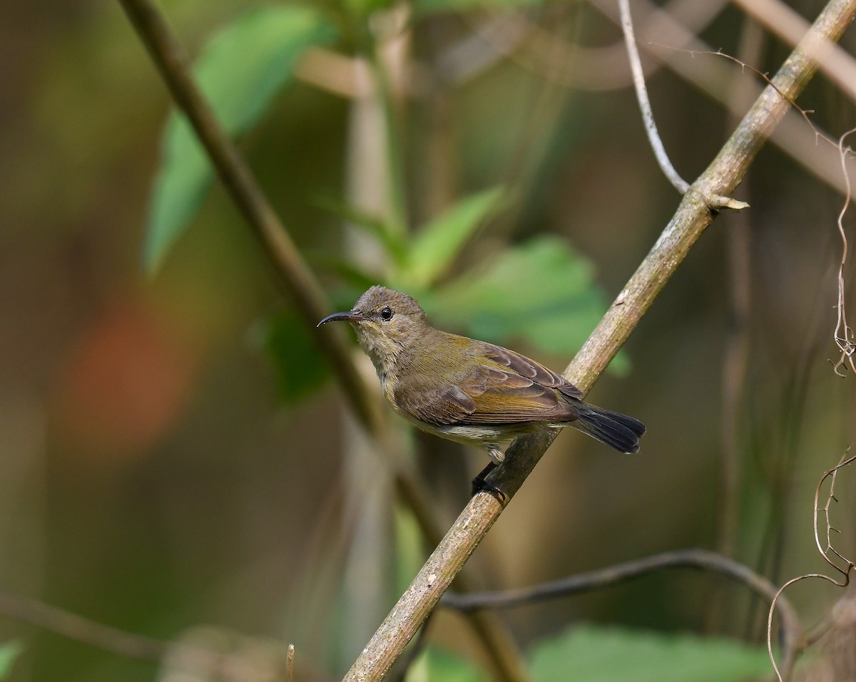 Van Hasselt's Sunbird - ML642053138