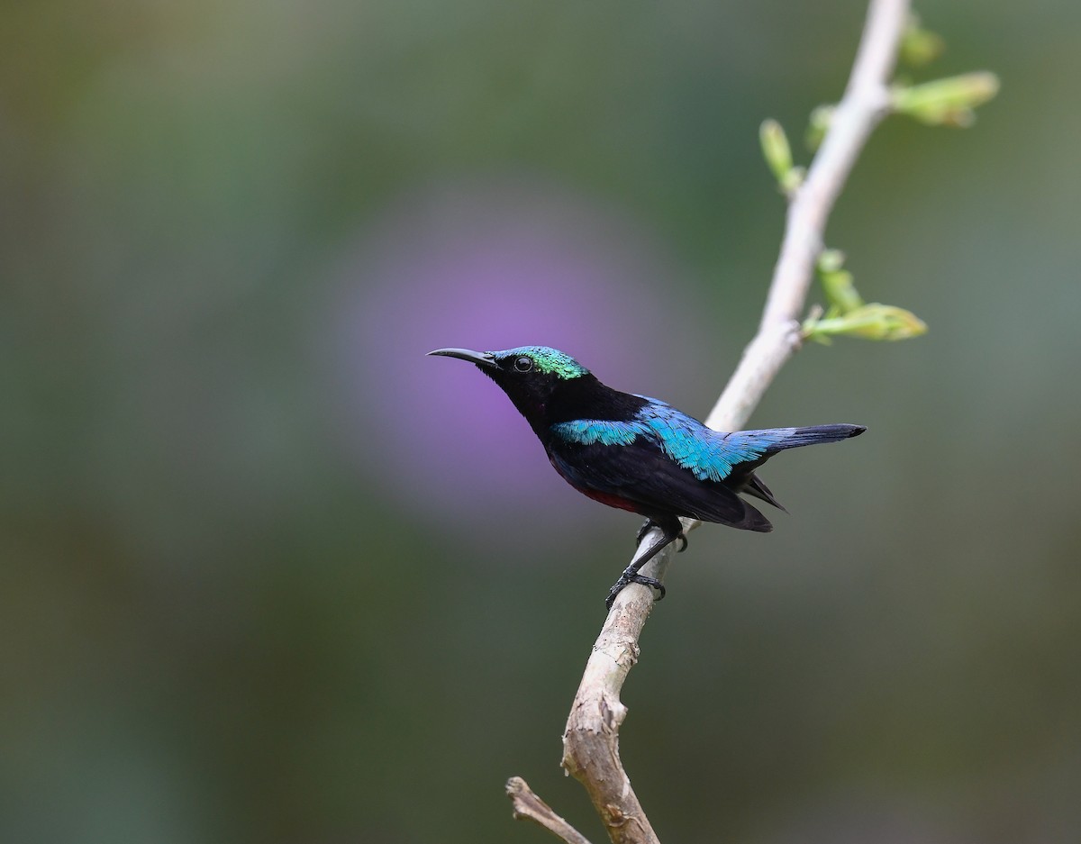 Van Hasselt's Sunbird - ML642053139
